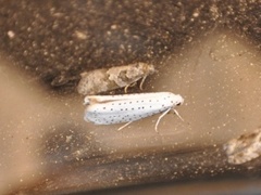Bird-cherry Ermine (Yponomeuta evonymella)