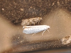 Heggspinnmøll (Yponomeuta evonymella)