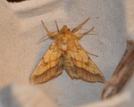 Gullfagerfly (Pyrrhia umbra)