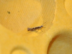 Diamond-back Moth (Plutella xylostella)