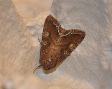 Bright-line Brown-eye (Lacanobia oleracea)