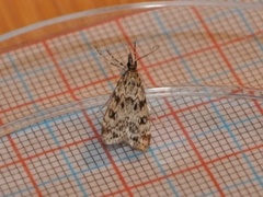 Ground-moss Grey (Eudonia truncicolella)