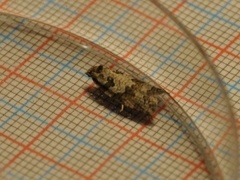 Grey Tortrix (Cnephasia stephensiana)