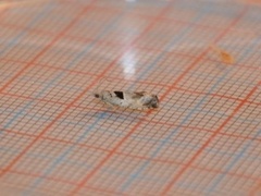Small Birch Bell (Epinotia ramella)