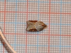 Buskflatvikler (Acleris laterana)