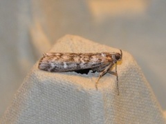 Grankonglesmalmott (Dioryctria abietella)