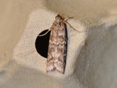 Dark Pine Knot-horn (Dioryctria abietella)