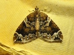 The Phoenix (Eulithis prunata)