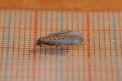 Smørbukkspinnmøll (Yponomeuta sedella)