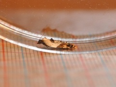 Marmorflatvikler (Acleris variegana)