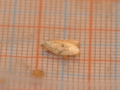 Lønneblomstflatvikler (Acleris forsskaleana)