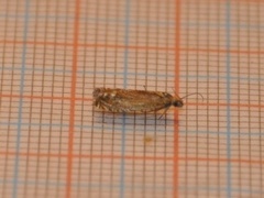 Red Piercer (Lathronympha strigana)