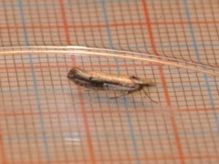 White-shouldered Smudge (Ypsolopha parenthesella)
