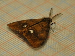 The Vapourer (Orgyia antiqua)