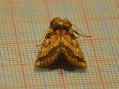 Frosted Orange (Gortyna flavago)