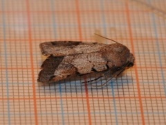 Brown-spot Pinion (Agrochola litura)