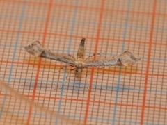 Goldenrod Plume (Platyptilia calodactyla)