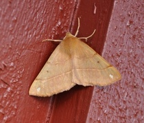 Feathered Thorn (Colotois pennaria)