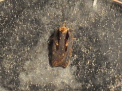 Seljeflatvikler (Acleris hastiana)