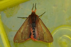 Ruby Tiger (Phragmatobia fuliginosa)