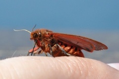 Ruby Tiger (Phragmatobia fuliginosa)