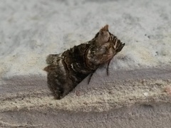 The Spectacle (Abrostola tripartita)