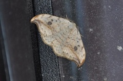 Pebble Hook-tip (Drepana falcataria)