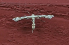 Triangle Plume (Platyptilia gonodactyla)