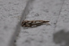 Chequered Grass-veneer (Catoptria falsella)