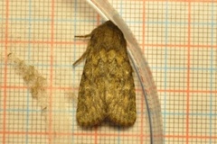 Brindled Ochre (Dasypolia templi)