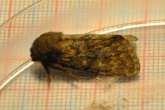 Brindled Ochre (Dasypolia templi)