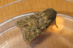 Brindled Ochre (Dasypolia templi)