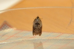 Marmorflatvikler (Acleris variegana)