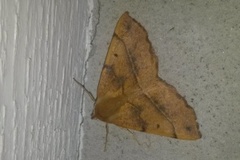 Feathered Thorn (Colotois pennaria)
