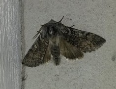 Yellow Horned (Achlya flavicornis)