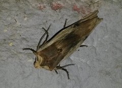 Red Sword-grass (Xylena vetusta)