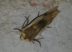 Svartkantkvistfly (Xylena vetusta)