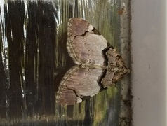 The Streamer (Anticlea derivata)