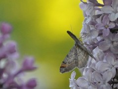 Tawny-barred Angle (Macaria liturata)