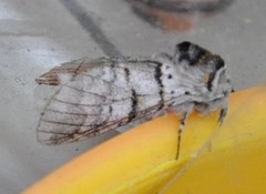 Poplar Kitten (Furcula bifida)
