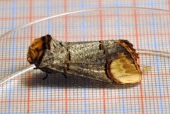 Buff-tip (Phalera bucephala)