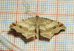 Sharp-angled Peacock (Macaria alternata)
