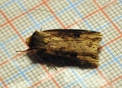 Flame (Axylia putris)