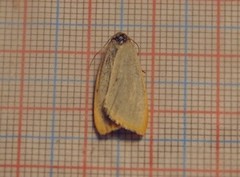 Four-dotted Footman (Cybosia mesomella)