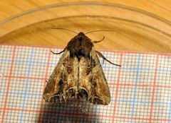 Beautiful Brocade (Lacanobia contigua)