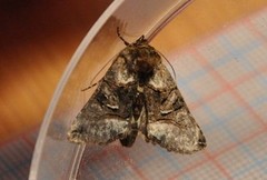 The Spectacle (Abrostola tripartita)