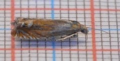 Red Piercer (Lathronympha strigana)