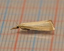 Pearl Veneer (Agriphila straminella)