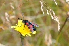 Seksflekket bloddråpesvermer (Zygaena filipendulae)