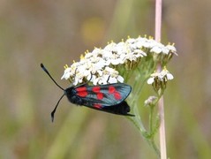 Six-spot Burnet (Zygaena filipendulae)